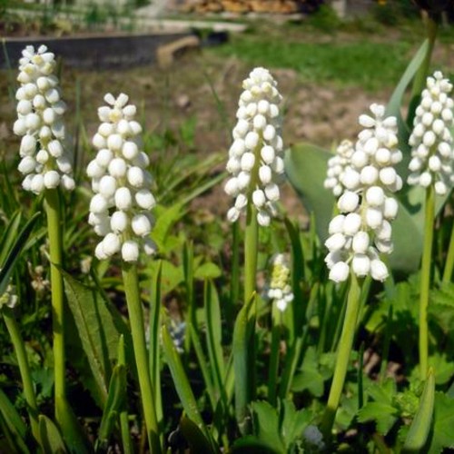 Muscari botryoides 'Album' - Harilik kobarhüatsint 'Album' 